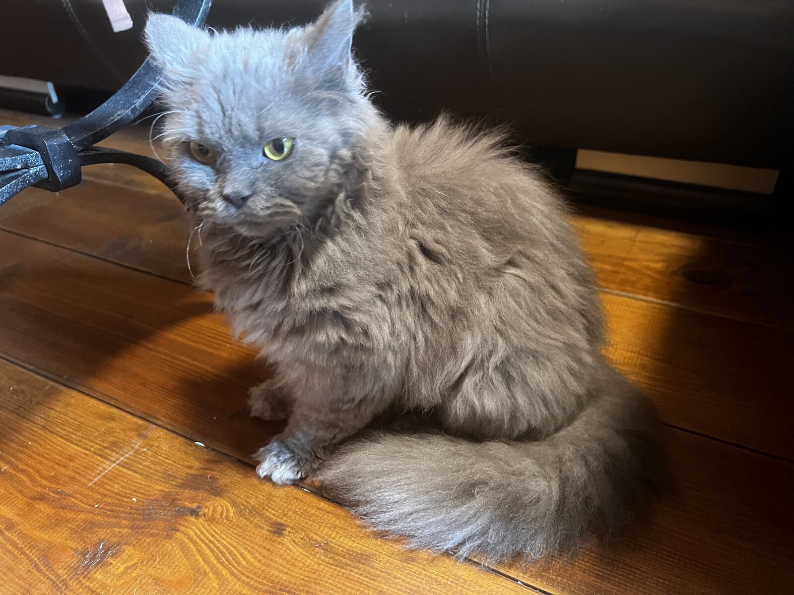 Portée de chatons Abysheep, croisement Abyssin et Selkirk Rex