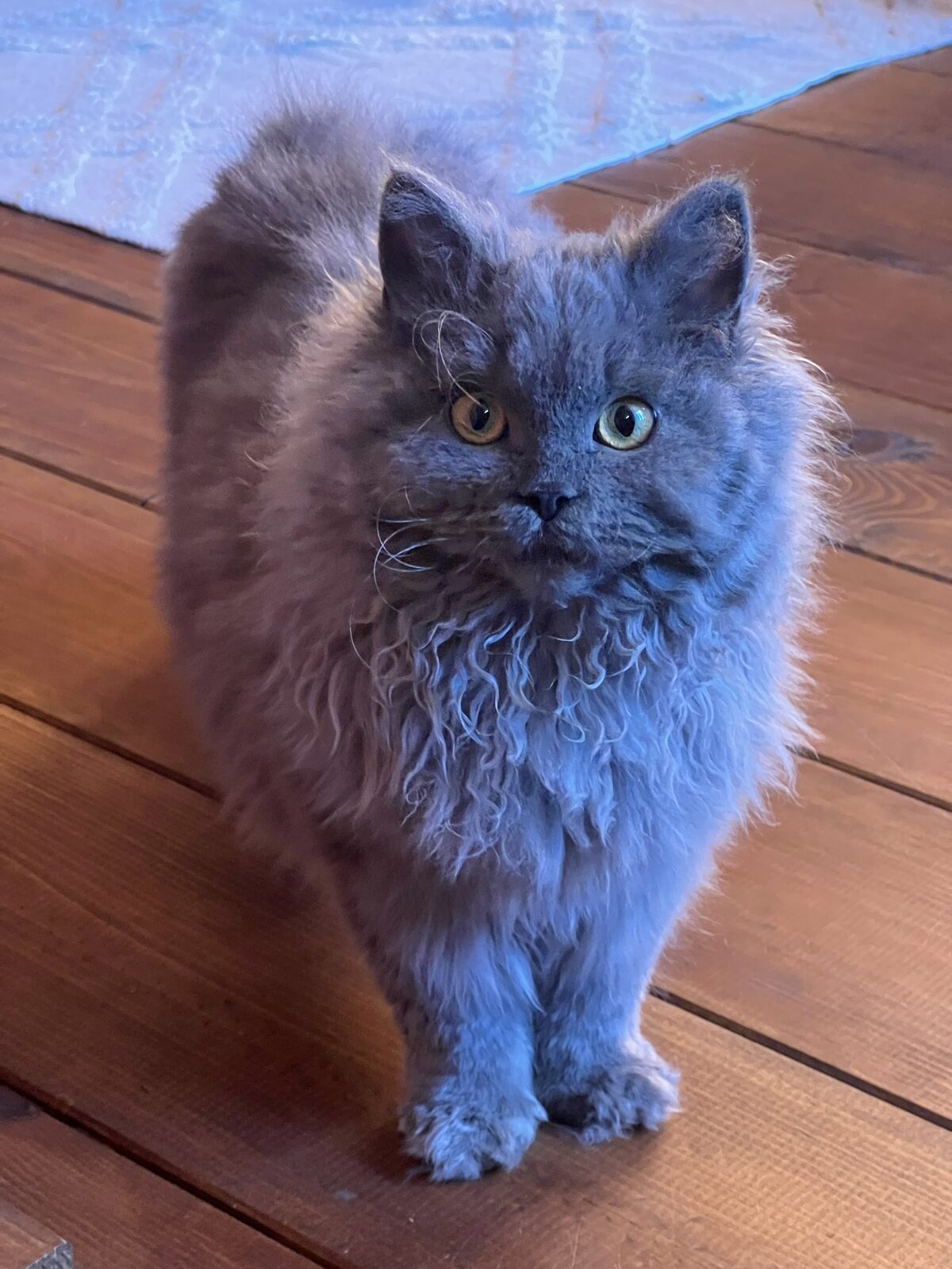 Anaé, femelle Selkirk Rex, à l'origine de la lignée Abysheep