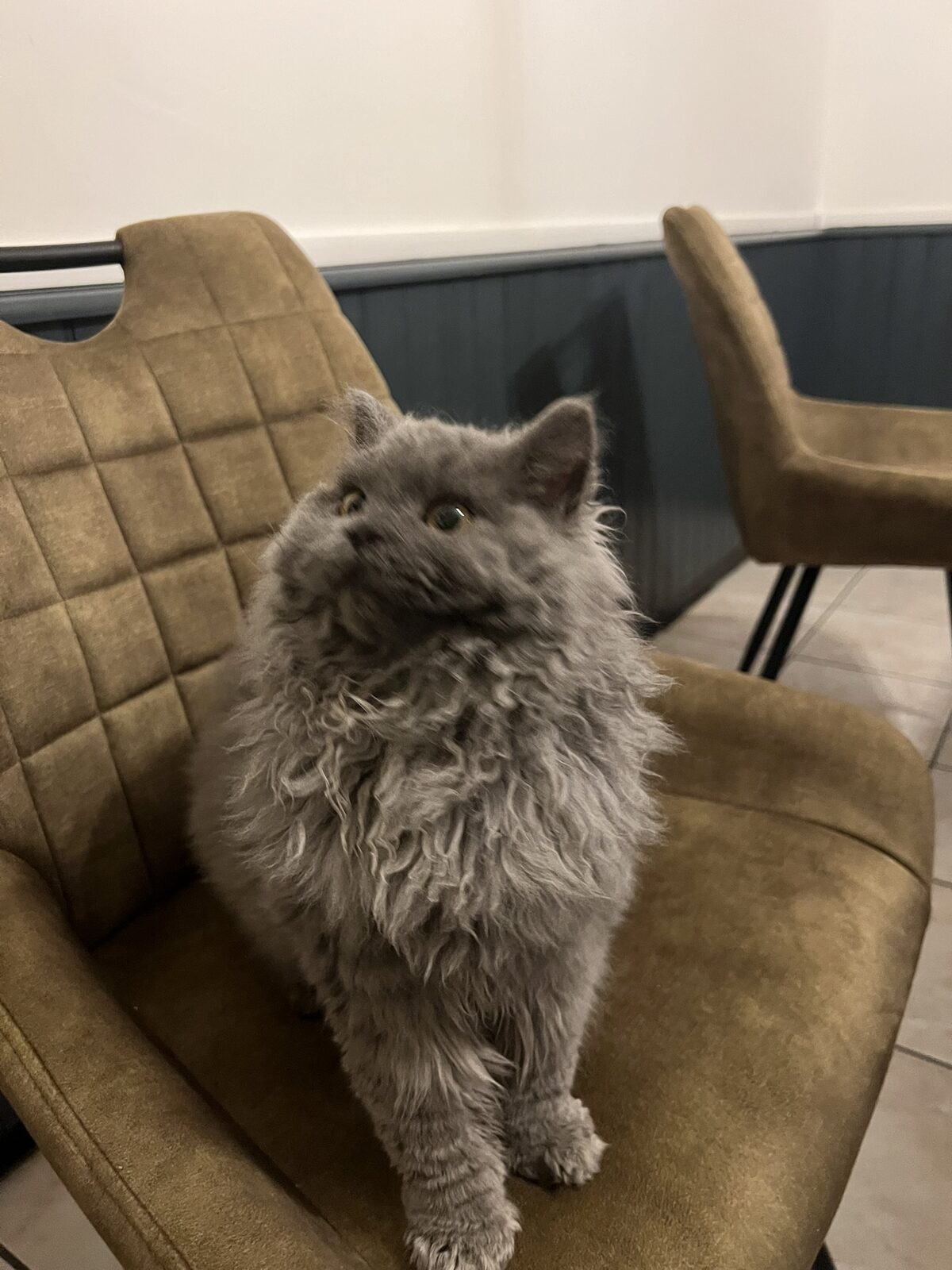 Anaé posant sur un fauteuil