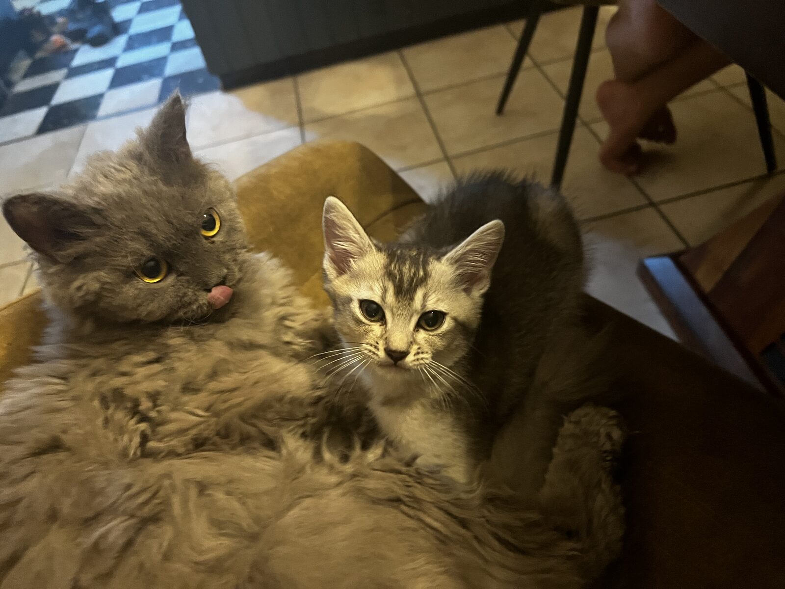 Portrait d'Anaé, Selkirk Rex