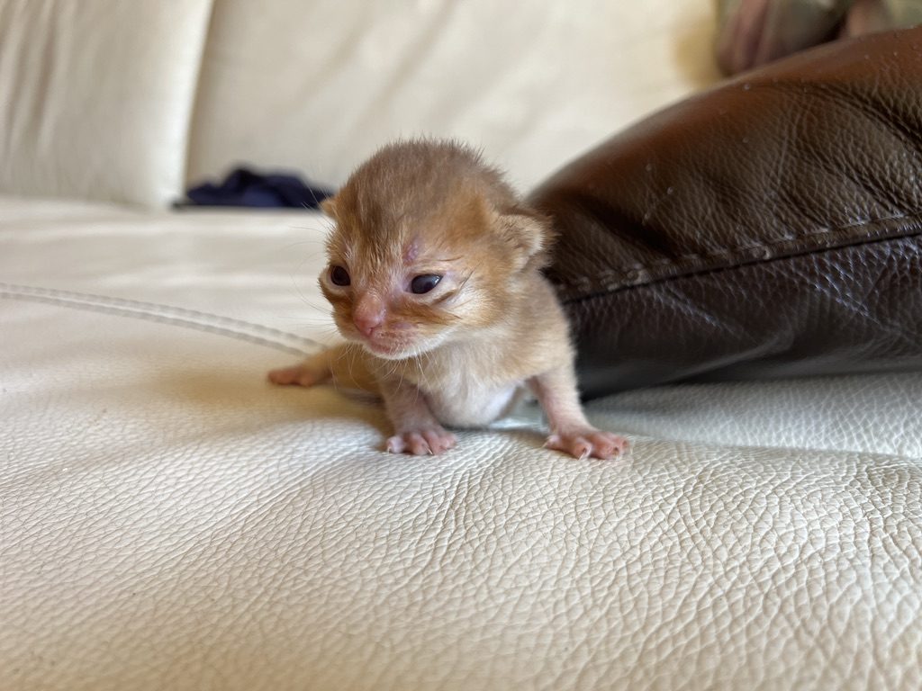 Chaton Abysheep à la robe claire, quelques jours