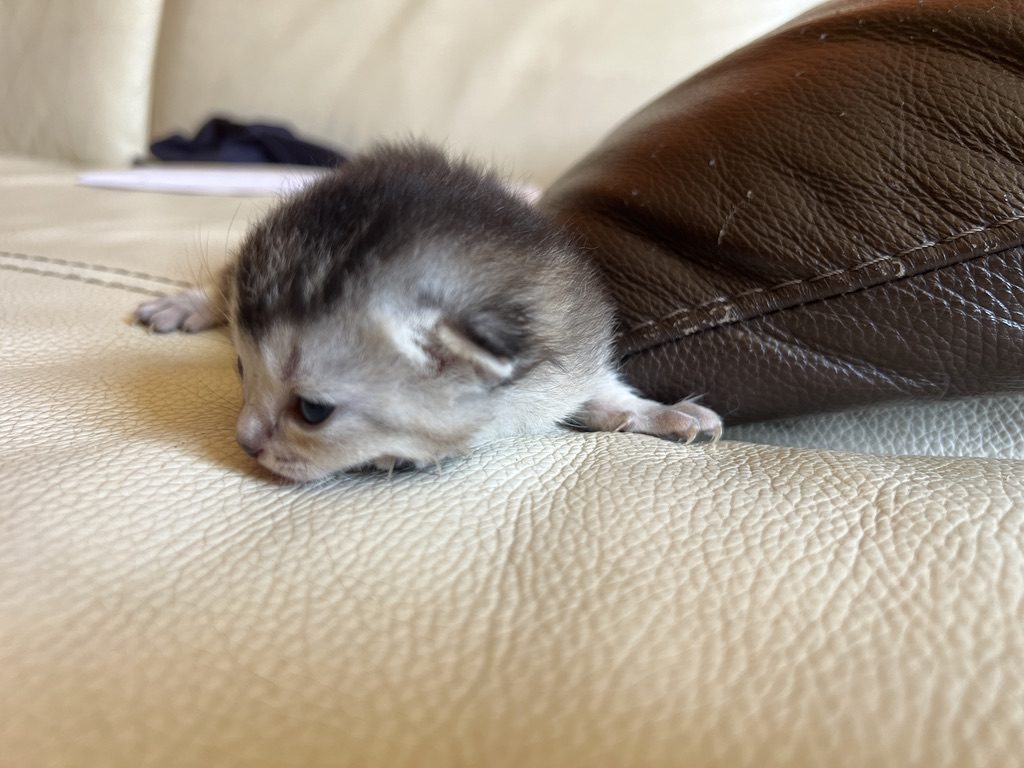 Chaton Abysheep gris, quelques jours