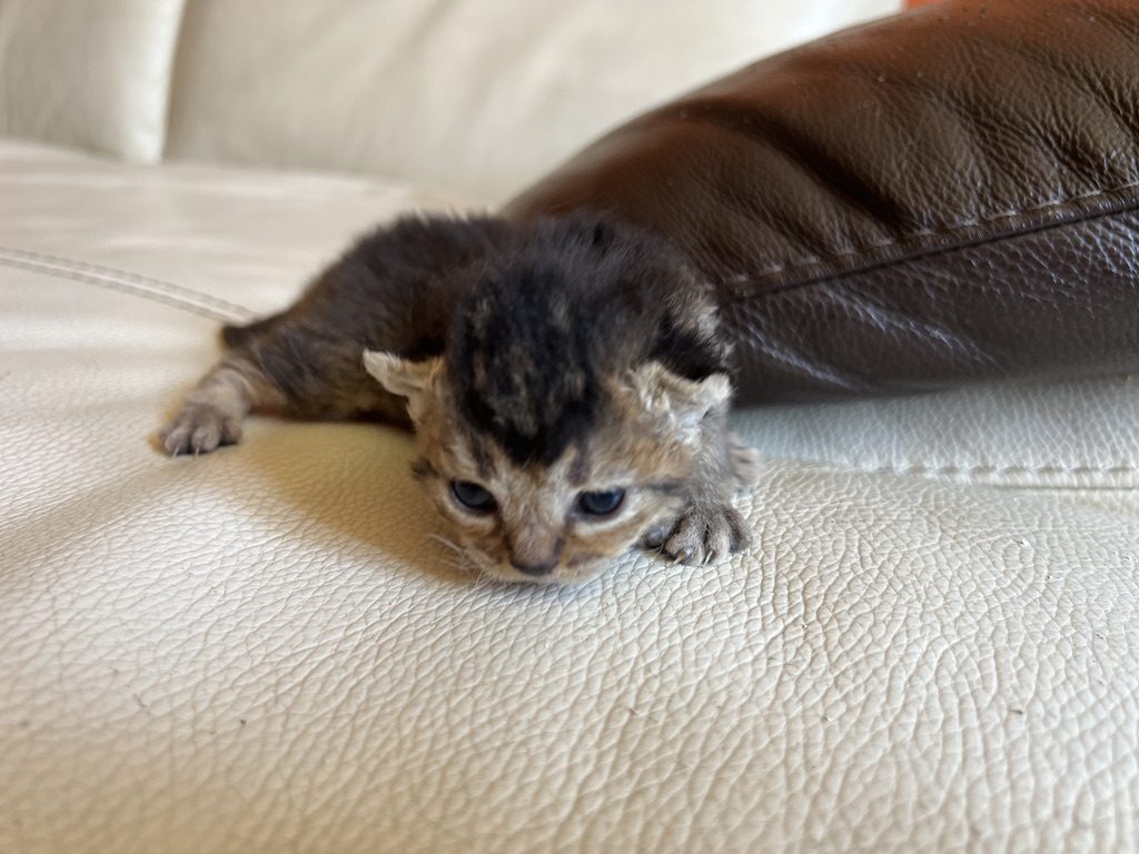 Chaton Abysheep tabby, quelques jours