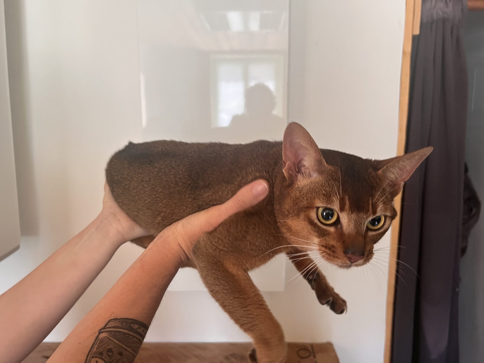 Moment de complicité entre l'éleveur et un chat Abyssin