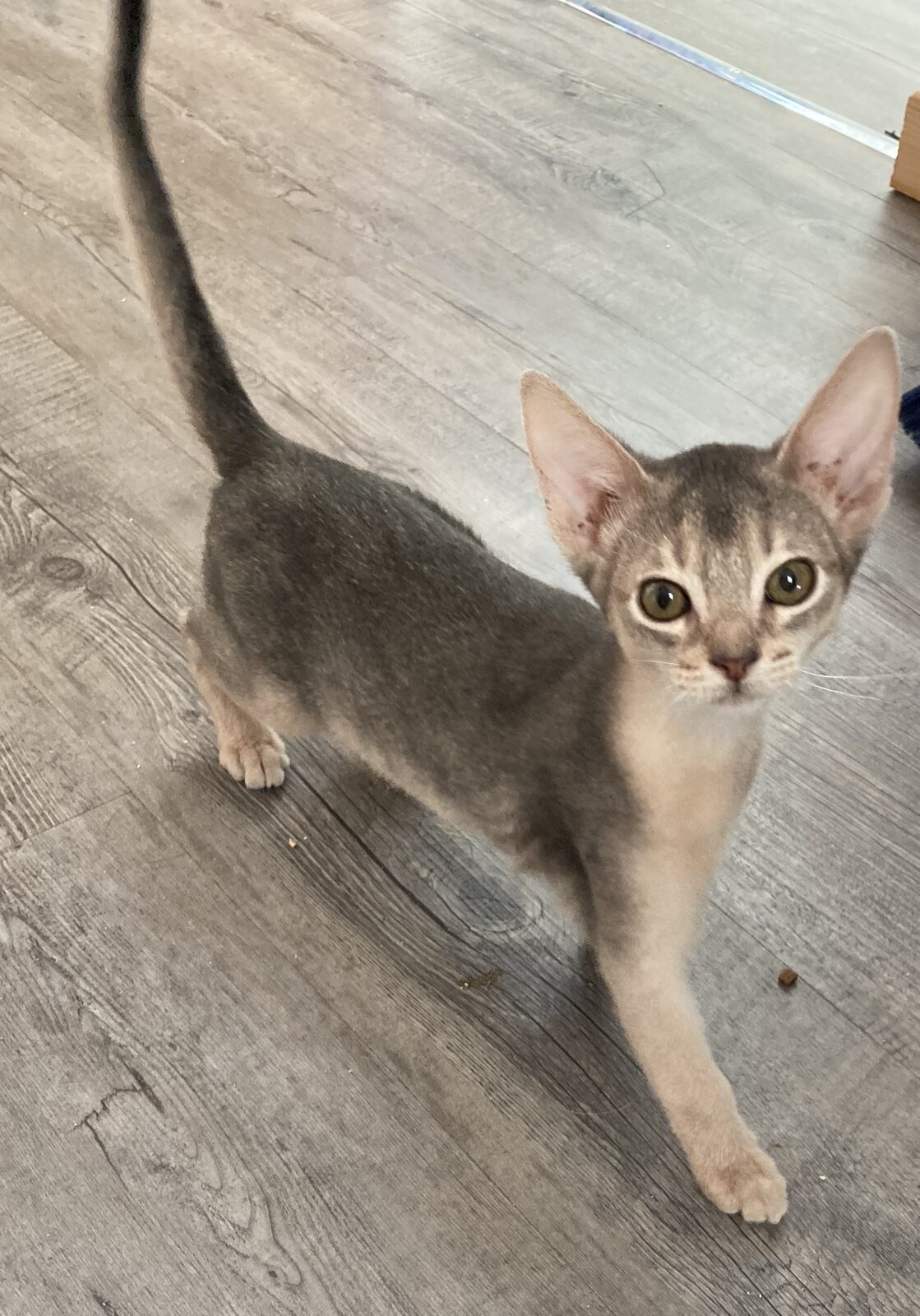 Chaton Abyssin jouant, patte levée