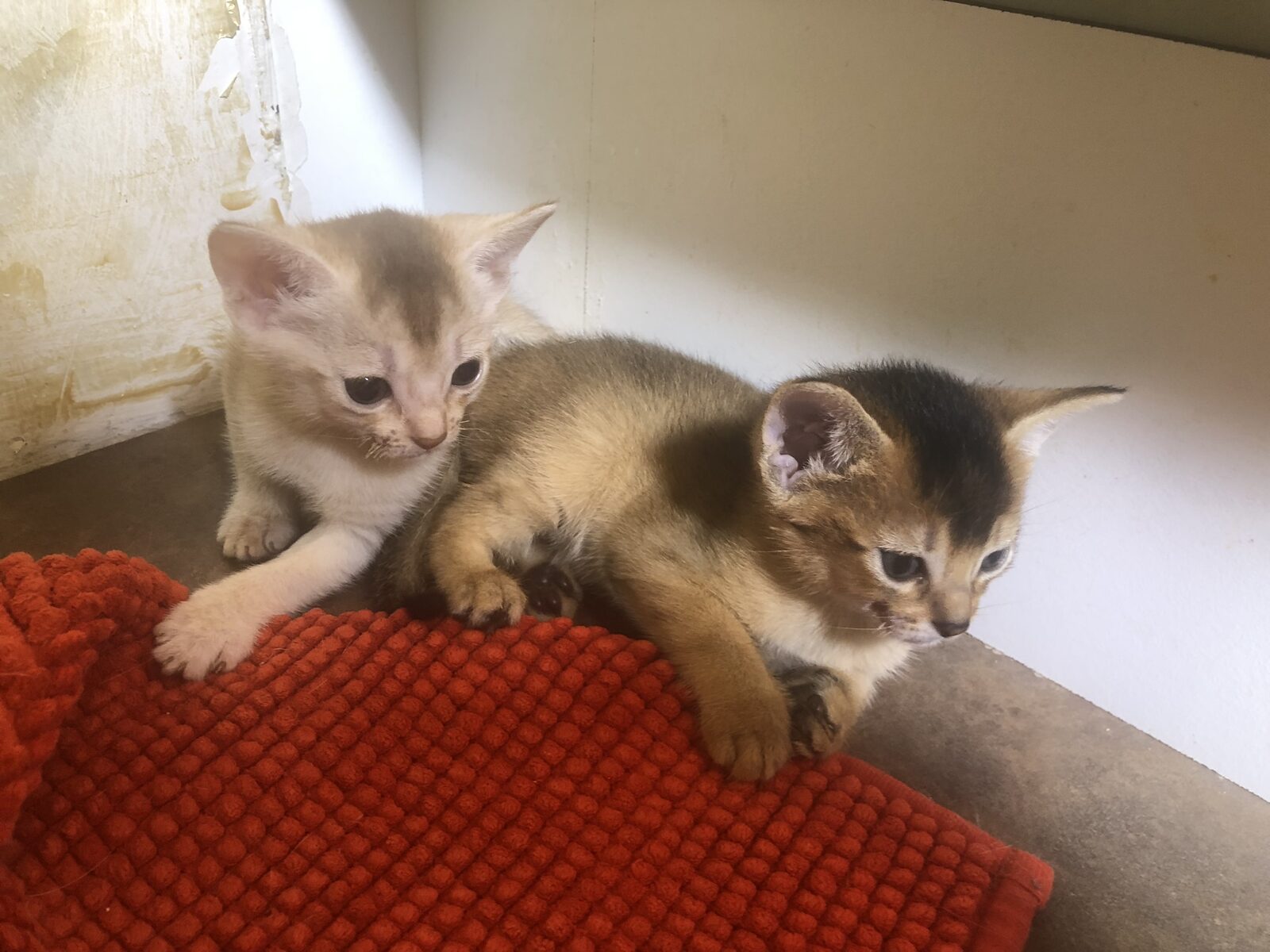 Trois chatons Abyssin assis ensemble