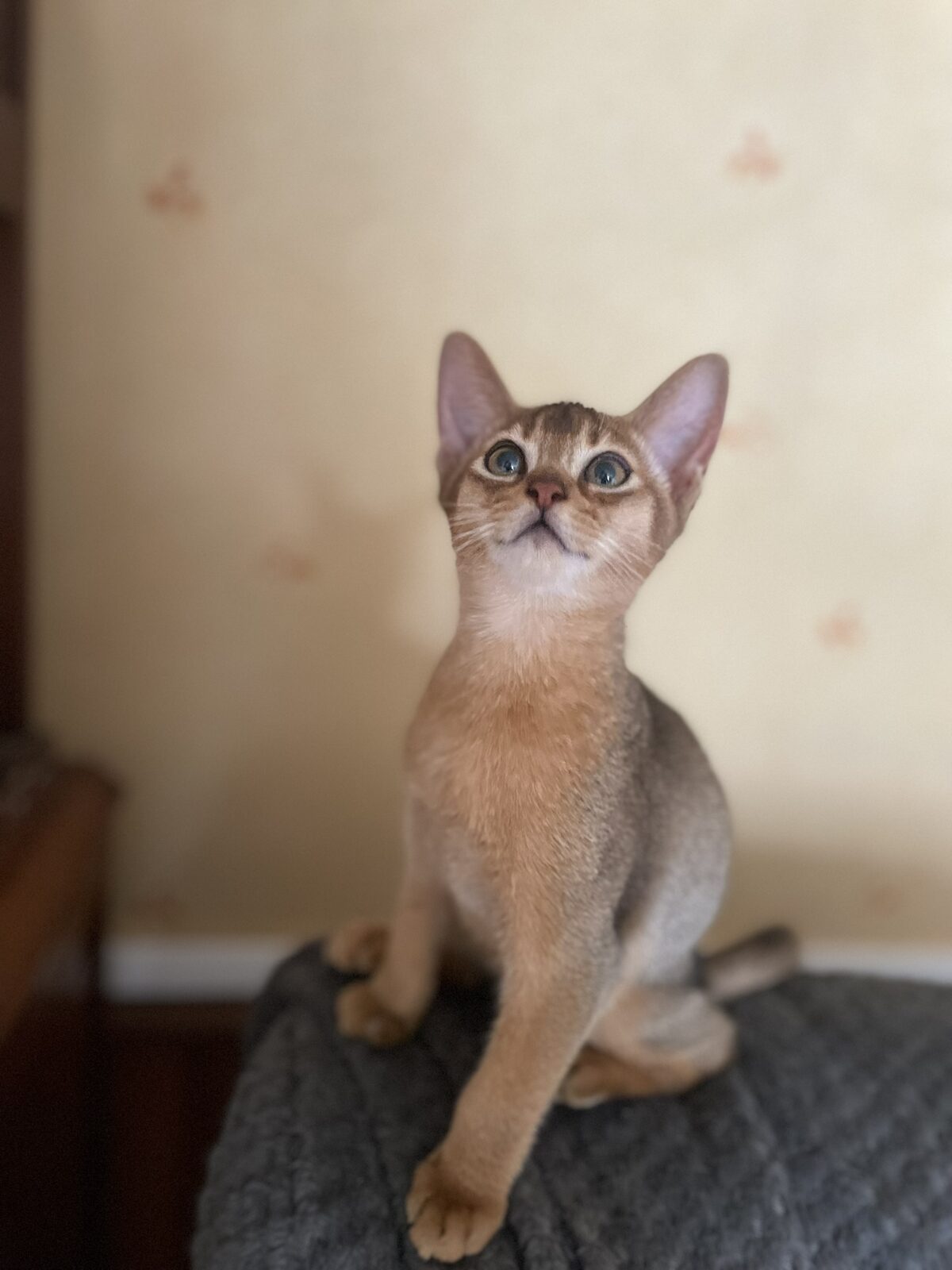 Chaton Abyssin sur un arbre à chat