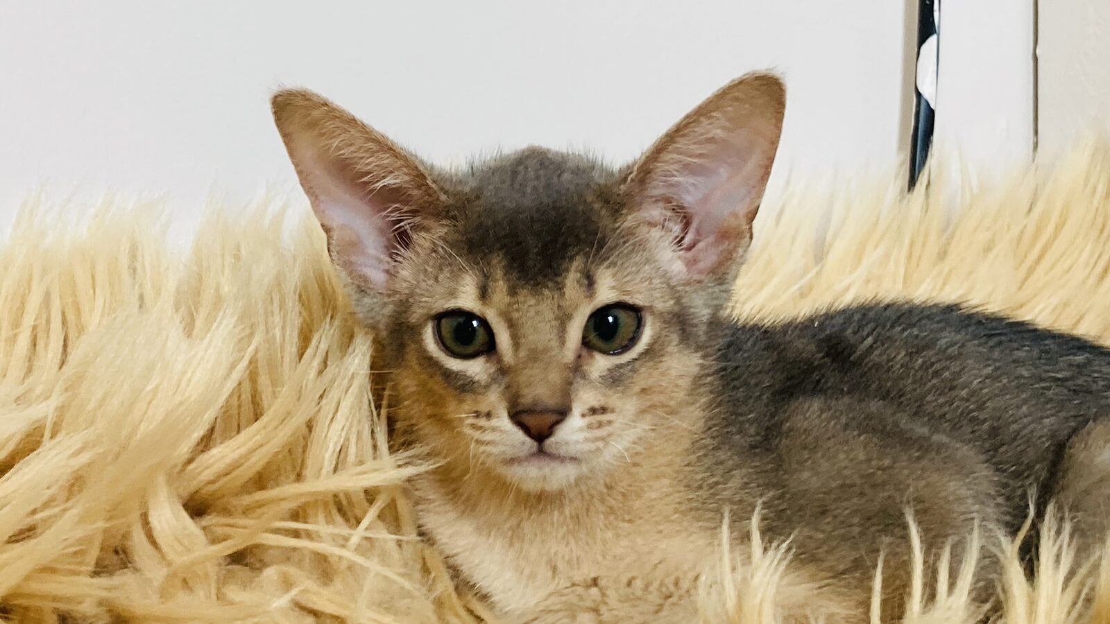 Chaton Abyssin curieux près d'une plante