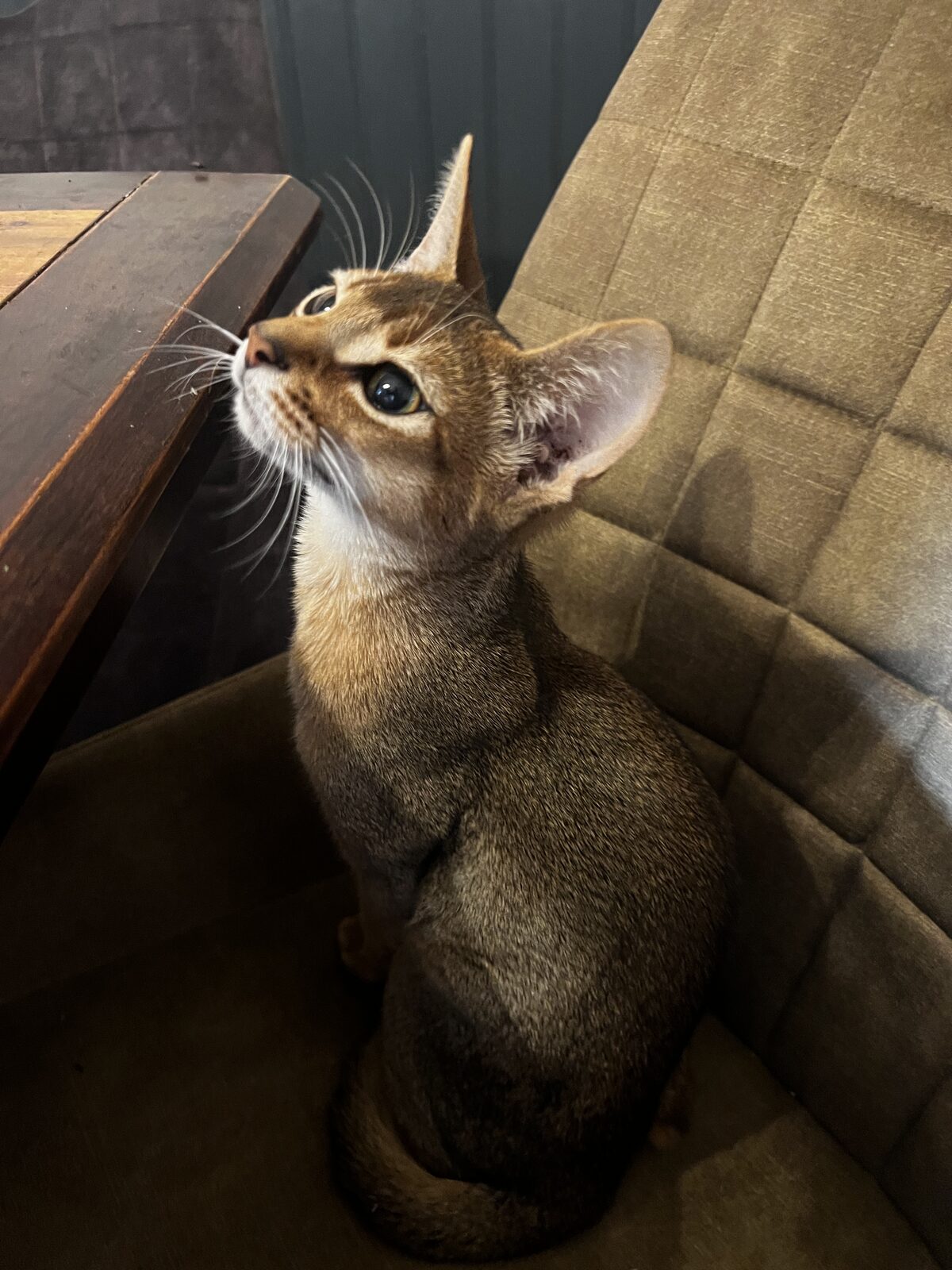 Chaton Abyssin installé sur un fauteuil