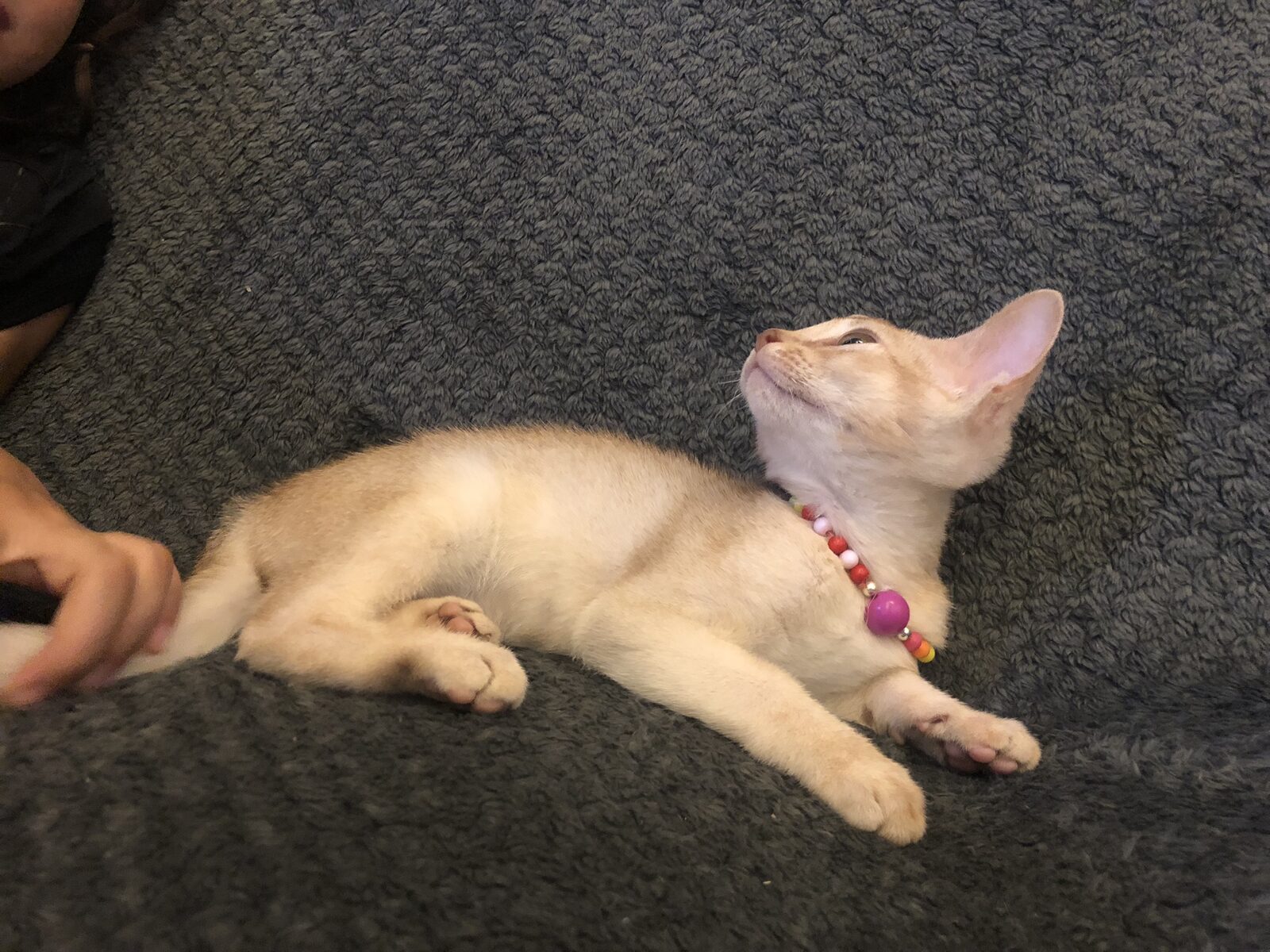 Chaton Abyssin jouant avec une peluche