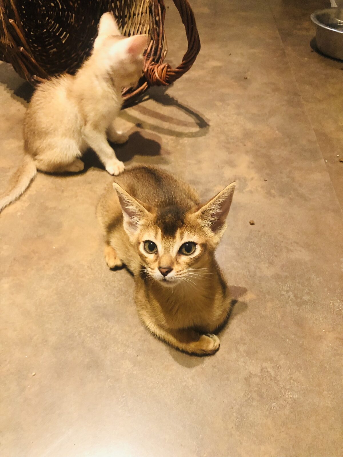 Chaton Abyssin en pleine exploration