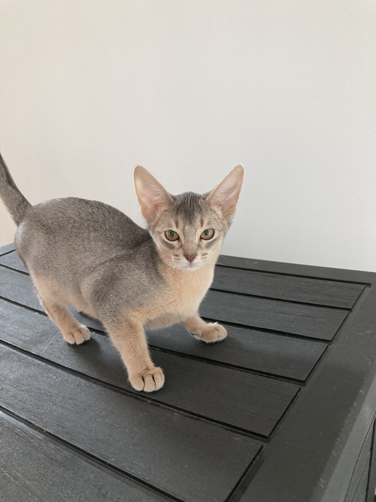 Chaton Abyssin disponible à la chatterie du Drakkar Divin