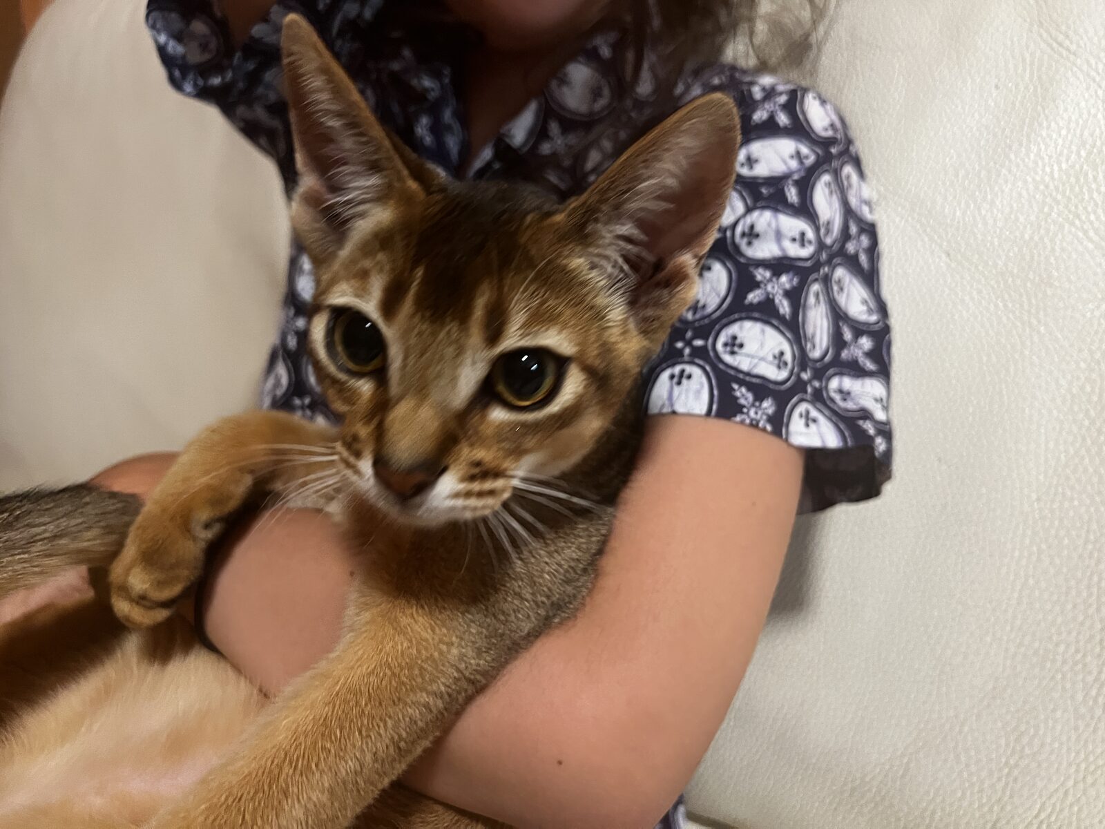 Chaton Abyssin, robe ticked, portrait rapproché