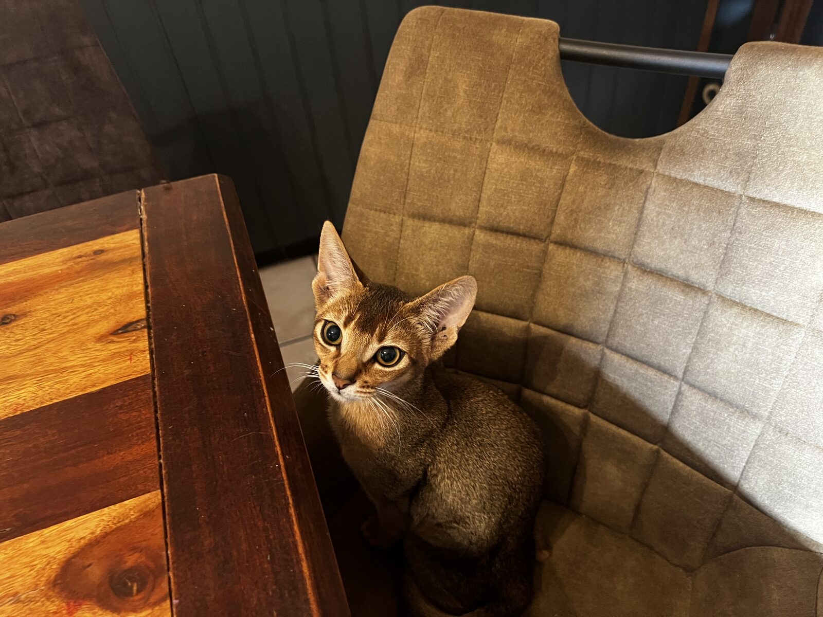 Portrait d'un chaton Abyssin sur un fauteuil