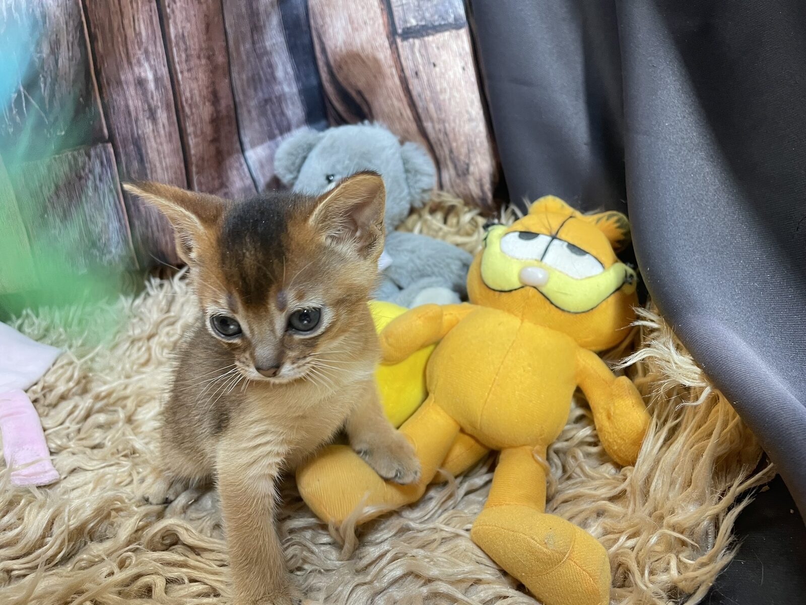 Trois chatons Abyssin blottis les uns contre les autres