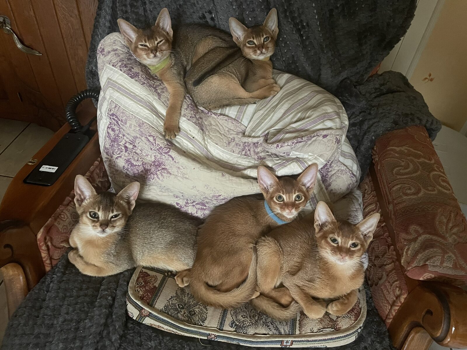Quatre chatons Abyssin réunis sur un fauteuil
