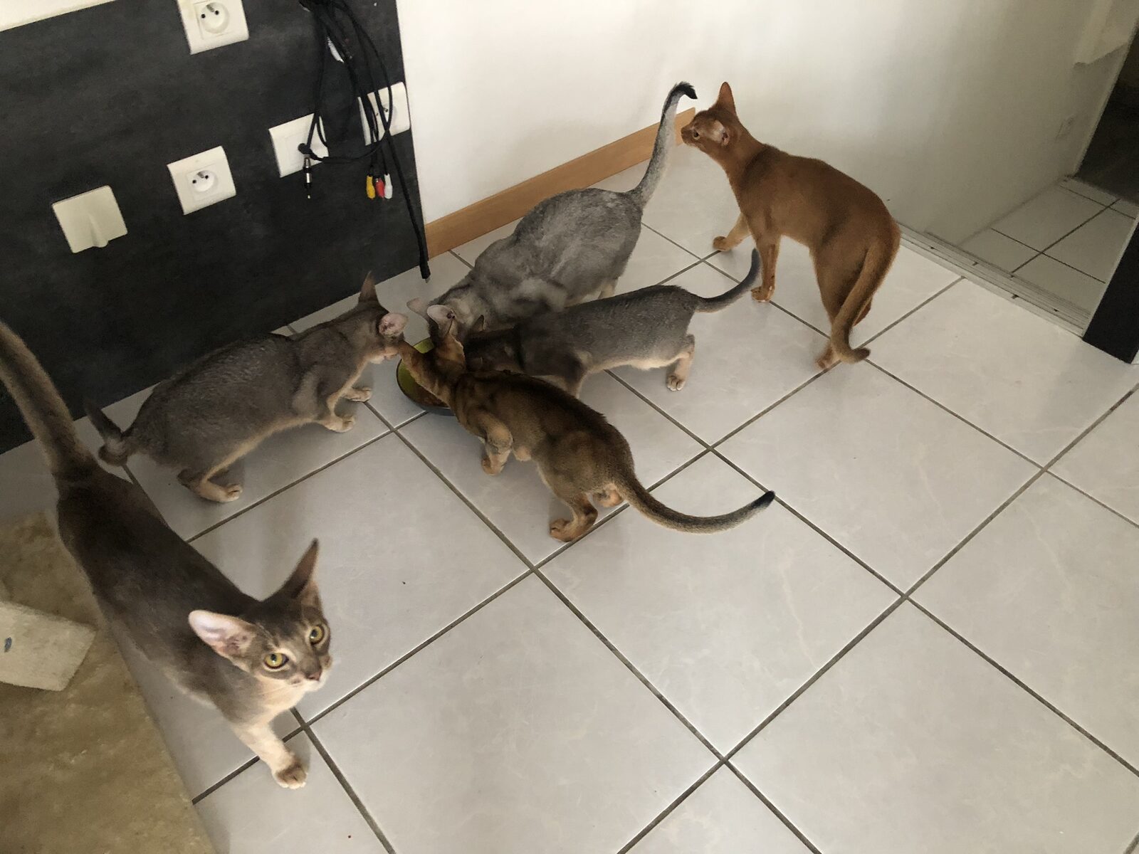 Reproductrice Abyssin avec ses chatons