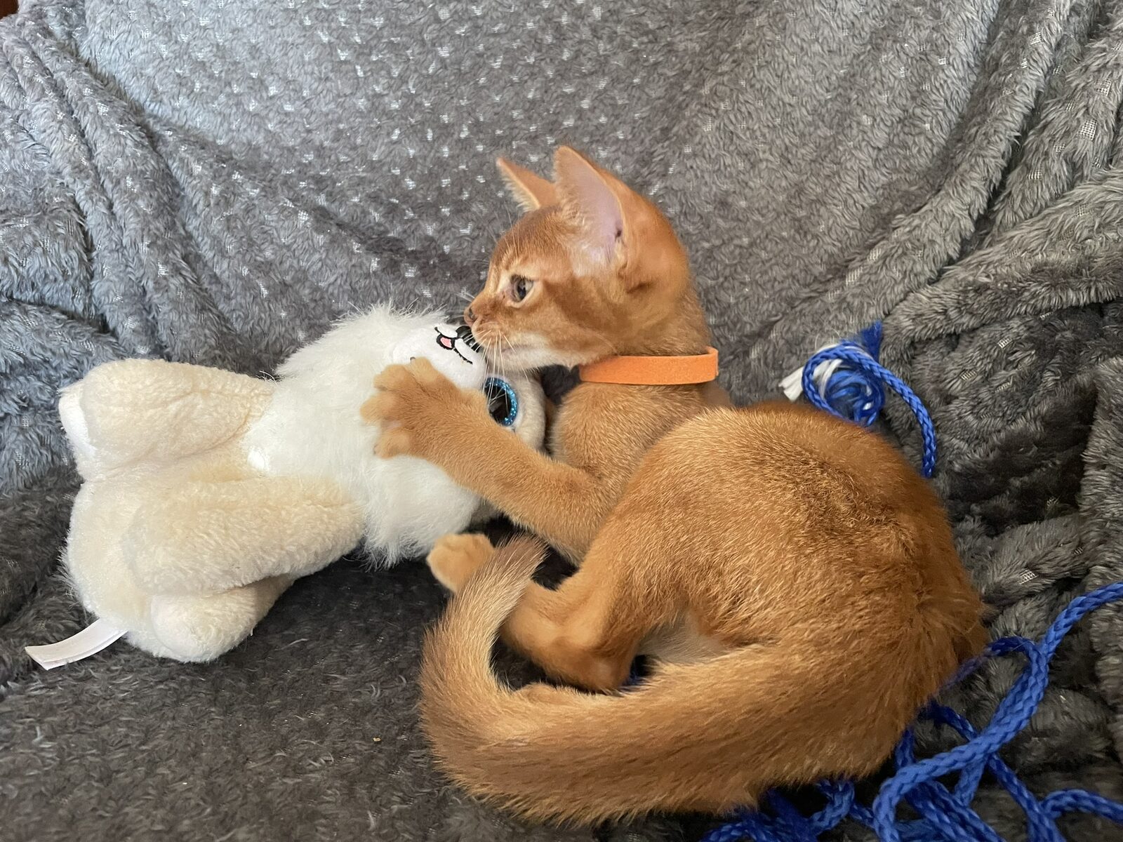 Chaton Abyssin illustrant la robe sorrel (roux)
